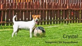  Presentation with green and purple - Amazing PPT layouts having jack russel on green lawn backdrop and a gold colored foreground