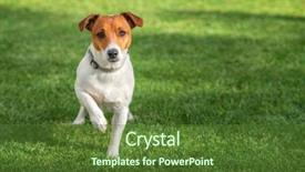  Presentation with concert on the green - PPT layouts consisting of jack russel on green lawn background and a tawny brown colored foreground