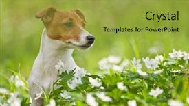  Presentation with forest beautiful spring nature - Slide set having jack russel on spring forest background and a yellow colored foreground