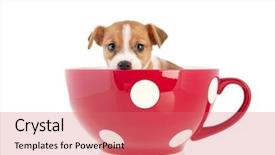  Presentation with puppy - Slide deck consisting of jack russel puppy dog background and a coral colored foreground