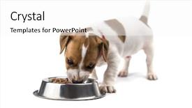  Presentation with puppy - Theme featuring jack russel puppy isolated background and a white colored foreground