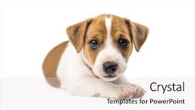  Presentation with frames isolated on white brown - Slides enhanced with jack russel puppy isolated background and a lemonade colored foreground
