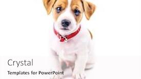  Presentation with brown sugar isolated on white - Slide deck featuring jack russel puppy isolated on white background and a white colored foreground