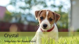  Presentation with green lawn - Audience pleasing slides consisting of jack russel puppy on green backdrop and a yellow colored foreground