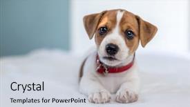  Presentation with puppy - Beautiful theme featuring jack russel puppy on white backdrop and a sky blue colored foreground
