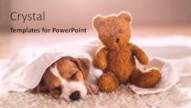  Presentation with carpet - PPT layouts having jack russel puppy on white background and a coral colored foreground