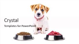  Presentation with food and fertility - Audience pleasing slide deck consisting of jack russel puppy with food isolated on white backdrop and a white colored foreground