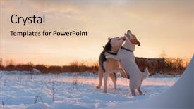  Presentation with husky - PPT theme enhanced with jack russel terrier dog background and a lemonade colored foreground