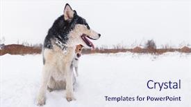  Presentation with husky - Beautiful PPT theme featuring jack russel terrier dog backdrop and a sky blue colored foreground