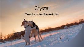  Presentation with husky - Presentation design enhanced with jack russel terrier dog background and a soft green colored foreground