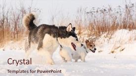  Presentation with husky - Audience pleasing presentation theme consisting of jack russel terrier dog backdrop and a lemonade colored foreground