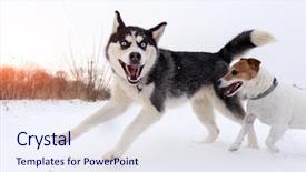  Presentation with husky - Presentation featuring jack russel terrier dog background and a sky blue colored foreground