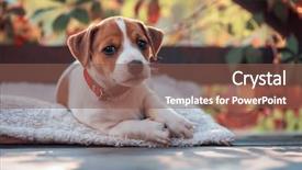  Presentation with hydraulic press bottle jack - PPT layouts with jack russel terrier on autumn background and a tawny brown colored foreground