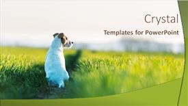  Presentation with green soccer field sport - PPT theme featuring jack-russel-terrier-on-green background and a cream colored foreground