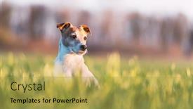  Presentation with rural india paddy field green - Slide deck enhanced with jack-russel-terrier-on-green background and a yellow colored foreground