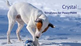  Presentation with play - Cool new presentation theme with jack russel terrier play backdrop and a  colored foreground