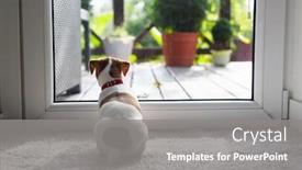  Presentation with pets - Slides featuring jack-russel-terrier-puppy-sitting background and a gray colored foreground