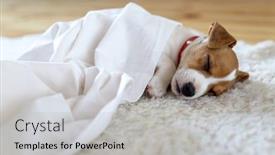  Presentation with pets - Presentation theme having jack-russel-terrier-puppy-sleeping background and a light gray colored foreground