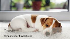  Presentation with pets - Cool new presentation theme with jack-russel-terrier-puppy-sleeping backdrop and a soft green colored foreground