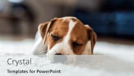  Presentation with puppy - Theme featuring jack-russel-terrier-puppy-sleeps and a white colored foreground