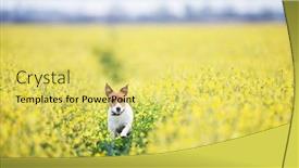  Presentation with raw meat dog - Presentation theme featuring jack-russel-terrier-puppy background and a yellow colored foreground