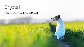  Presentation with dog park animal jack - PPT theme enhanced with jack-russel-terrier-puppy background and a white colored foreground