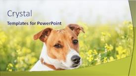  Presentation with puppy - PPT layouts enhanced with jack-russel-terrier-puppy and a sky blue colored foreground
