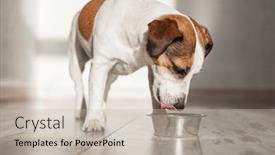  Presentation with russell - Theme consisting of jack-russell-dog-eating background and a soft green colored foreground