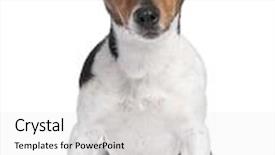  Presentation with russell - Slide set having jack russell looking at the camera 2 years old in front of a white background background and a white colored foreground