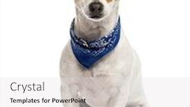  Presentation with russell - Presentation theme having jack russell sitting in front of a white background background and a light gray colored foreground