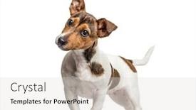  Presentation with russell - Cool new slides with jack-russell-standing-and-bending backdrop and a light gray colored foreground