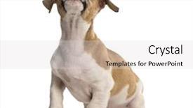  Presentation with russell - Audience pleasing presentation design consisting of jack russell standing looking up isolated on white backdrop and a light gray colored foreground