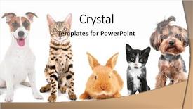  Presentation with russell - PPT layouts having jack russell terrier - cute friendly pets on white background and a white colored foreground