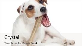  Presentation with dog bone chewing - Audience pleasing slides consisting of jack russell terrier - puppy with bone dog chewing backdrop and a lemonade colored foreground