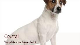  Presentation with year transfer - Audience pleasing PPT theme consisting of jack russell terrier 1 year backdrop and a lemonade colored foreground