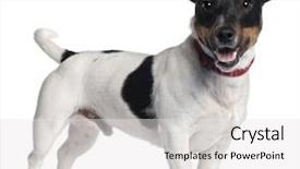  Presentation with year in review - Theme featuring jack russell terrier 1 year background and a  colored foreground