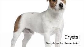  Presentation with old big bike on white - Presentation theme featuring jack russell terrier 15 months background and a white colored foreground