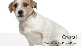  Presentation with russell - Presentation with jack russell terrier 1 and a half years old sitting in front of white background background and a soft green colored foreground