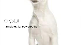  Presentation with russell - Presentation consisting of jack russell terrier 5 months old sitting isolated on white background and a white colored foreground