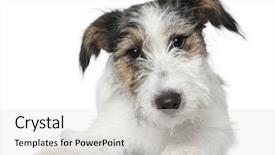  Presentation with russell - Slides having jack russell terrier 5 months background and a white colored foreground