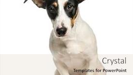  Presentation with russell - Beautiful PPT theme featuring jack russell terrier 5 years old sitting in front of white background backdrop and a soft green colored foreground