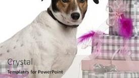  Presentation with russell - Slide deck featuring russell terrier 6 years old background and a soft green colored foreground