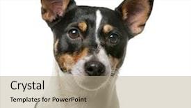  Presentation with 21 years in days - Amazing PPT layouts having jack russell terrier 7 years backdrop and a coral colored foreground