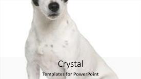  Presentation with russell - Audience pleasing slides consisting of jack russell terrier 7 years old sitting in front of white background backdrop and a light gray colored foreground