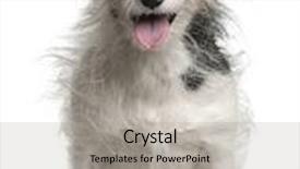  Presentation with russell - Theme featuring jack russell terrier 7 years old sitting in front of white background background and a light gray colored foreground