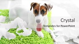  Presentation with russell - Amazing PPT layouts having jack russell terrier biting paper backdrop and a white colored foreground