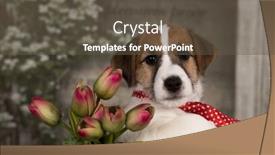  Presentation with russell - PPT theme enhanced with jack russell terrier dressed in a tie and with a bouquet of roses background and a tawny brown colored foreground