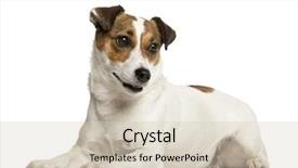  Presentation with russell - Beautiful slides featuring jack russell terrier in front backdrop and a  colored foreground