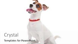  Presentation with russell - Amazing slide deck having jack-russell-terrier-isolated backdrop and a white colored foreground