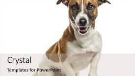  Presentation with security camera monitoring - Audience pleasing presentation consisting of jack russell terrier looking backdrop and a mint green colored foreground